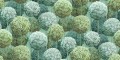 Fototapeta kwiaty Rebel Walls R21038 Elysian Flowers Green Sam Wilde