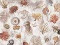 Fototapeta rafy koralowe i meduzy Wallcraft Oceana 1055 31 2501