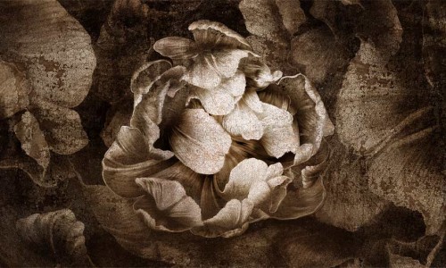 Fototapeta okazały kwiat Wonderwall Serseia 35074408