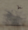 Fototapeta żuraw w przestworzach Wall & Deco WET_LE1901 Learn to fly WET SYSTEM 2019