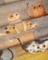 Fototapeta radosne koty Wonderwall Kitty Kitty 35084601
