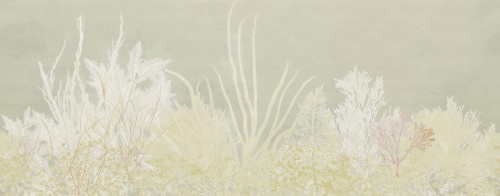 Fototapeta z motywem alg Wall&Deco WET_AL2502 Algife WET SYSTEM 2025