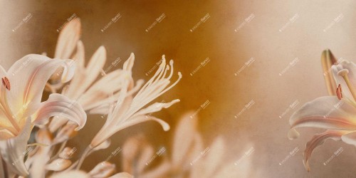 Fototapeta z kwiatami lilii Inkiostro Bianco ARMONIA INKISSU2501 Flamenco
