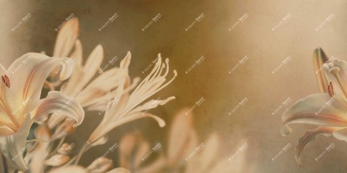 Fototapeta z kwiatami lilii Inkiostro Bianco ARMONIA INKISSU2503 Flamenco