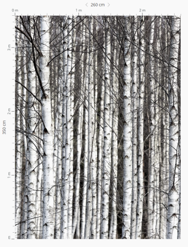 1 szt / 24H Fototapeta w brzozy Rebel Walls R13031 - W: 260 cm x H: 350 cm