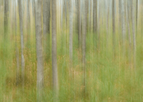 Mural brzozowy las Boras Tapeter Studio 9771W Oktoberbjorkar Marie Mattsson