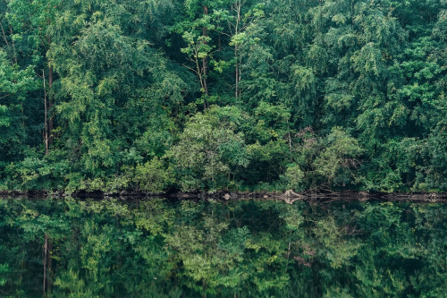 Mural las nad wodą Boras Tapeter Studio 9772W Sommarreflektion Marie Mattsson