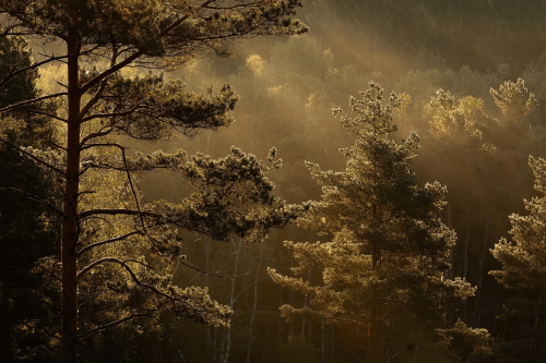 Mural las o świcie Boras Tapeter Studio 9773W Getryggen Marie Mattsson