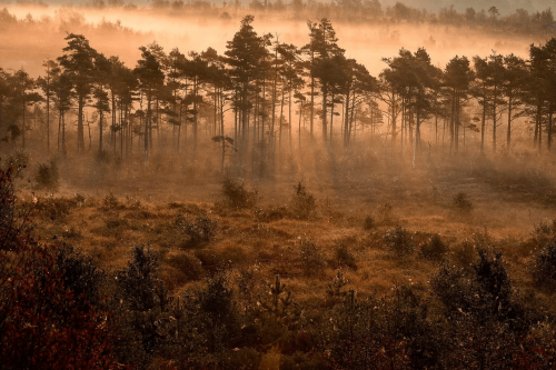 Mural sosny we mgle Boras Tapeter Studio 9774W Dimslojar Marie Mattsson