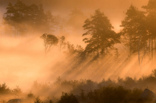 Mural promienie słońca w lesie Boras Tapeter Studio 9775W Dimsol Marie Mattsson