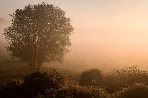 Mural drzewo we mgle Boras Tapeter Studio 9776W Kultmarken Marie Mattsson