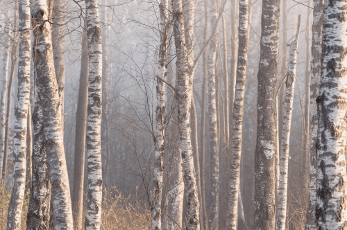 Mural brzozowy las Boras Tapeter Studio 9777W Bjorkdimma Marie Mattsson