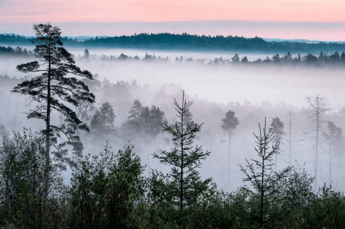 Mural mglisty las o świcie Boras Tapeter Studio 9778W Bla Timman Marie Mattsson