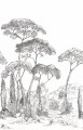 Mural krajobraz sosnowego lasu Caselio 107290904 L Forest of Pineas Moonlight III