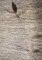 Tapeta naturalna grasscloth CMO Paris WAB 14 70 Crin de Soie Mural Natural Essence 2