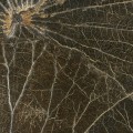 Tapeta naturalna z liści lilii wodnej CMO Paris WNE 02 68 Nénuphar Sauvage Wild Nature