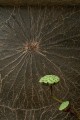 Tapeta naturalna z liści lilii wodnej CMO Paris WNE 02 68 Nénuphar Sauvage Wild Nature
