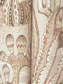 Tapeta kaktusy i sukulenty York Wallcoverings MT5632 Lotus Land Cacti Montecito