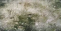 Fototapeta lilie wodne Inkiostro Bianco NAIADI LIMO INKMAAR2601 Materiaprima