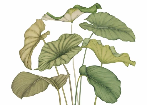 Mural egzotyczne liście Casadeco 202227840NW S Alocasia Wonderwalls 3