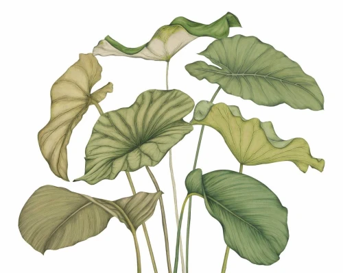 Mural egzotyczne liście Casadeco 202227841NW M Alocasia Wonderwalls 3