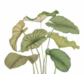 Mural egzotyczne liście Casadeco 202227842NW L Alocasia Wonderwalls 3