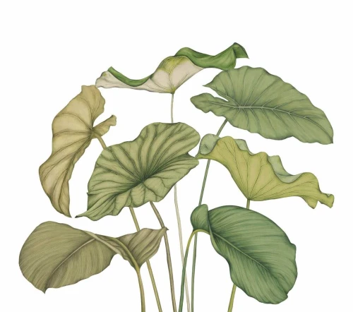 Mural egzotyczne liście Casadeco 202227842NW L Alocasia Wonderwalls 3