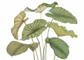 Mural egzotyczne liście Casadeco 202227940V S Alocasia Wonderwalls 3