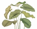 Mural egzotyczne liście Casadeco 202227941V M Alocasia Wonderwalls 3