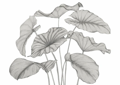 Mural egzotyczne liście Casadeco 202229240NW S Alocasia Wonderwalls 3
