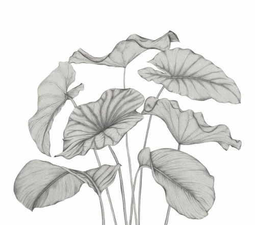 Mural egzotyczne liście Casadeco 202229242NW L Alocasia Wonderwalls 3