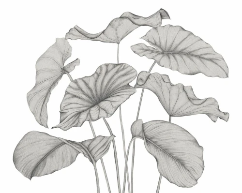 Mural egzotyczne liście Casadeco 202229341V M Alocasia Wonderwalls 3