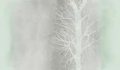 Fototapeta brzoza Wall&Deco WET_AR2602 Arboralis WET SYSTEM 2026
