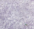 Tapeta Designers Guild PDG640/11 Sukumala