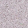 Tapeta Designers Guild PDG1025/08 Lustro Majolica