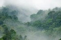 Fototapeta Rebel Walls R15062 Misty Forest