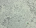 Tapeta Designers Guild PDG643/06 Sukumala