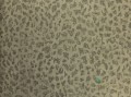 Tapeta Designers Guild PDG680/02 Boratti