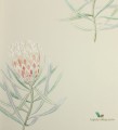 Tapeta kwiaty Sanderson 216329 Art of the Garden