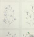 Tapeta zielnik Sanderson 216512 Little Thistles