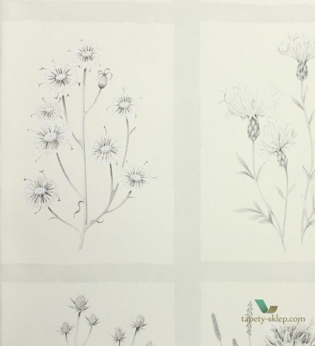 Tapeta zielnik Sanderson 216512 Little Thistles