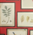 Tapeta botaniczna ramki 213398 Sanderson Voyage of Discovery