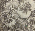 Tapeta PDG647/04 Palasini Designers Guild