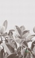 Tapeta London Art 18056 Rubber Plant