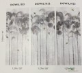 Mural tropikalny las Khroma DGWIL1022 Jungle Moon Wild