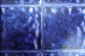 Tapeta PDG646/01 Palasini Designers Guild