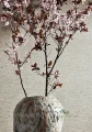 Tapeta Thibaut T57187 Arrowroot Texture Resource 5