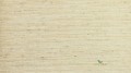 Tapeta Thibaut T57182 Arrowroot Texture Resource 5