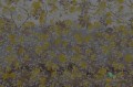 Fototapeta Wall&Deco Precious WDPC1601 Contemporary 2016