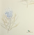 Tapeta kwiaty Sanderson 216327 Art of the Garden